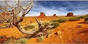 AWERT 36x18 inches Reptile Habitat Background Orange Desert Terrarium Background Durable Polyester Background
