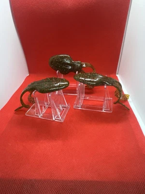 4” FWL FROGGIE .. Toad .: Topwater .. Elastic