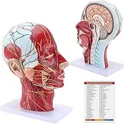 Life Size Anatomical Head Model Skull,Half Human Head Superficial Neurovascular Model with Musculature, and Brain for Medical Teaching Learning Display Tool