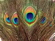 1000 Pieces -10-12" Natural Iridescent Green Peacock Tail Eye Wholesale Feather