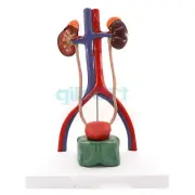 Three Dimensional Urinary System Model With Artery Vein Kidney Medical Teaching