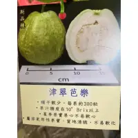 在飛比找蝦皮購物優惠-新品種津翠芭樂高壓苗一棵400