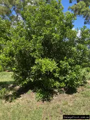 Buy Macadamia 741 Nut Trees (Macadamia integrifolia)