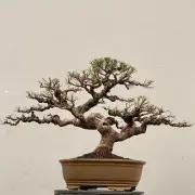 Bonsai Junipers | Bonsai Tree | Bonsai Premna | Bonsai Casuarina Equisetifolia