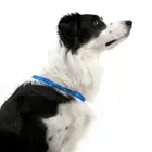 Rechargeable LED Dog Collar USB Light Up Safety Red 50cm Glow Collar