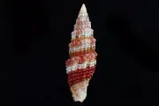 seashells-Vexillum potieri bigger than natural and have a nice color 38.5 m.m.