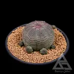 ｜布紋球｜EUPHORBIA OBESA｜