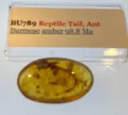 A101 BU789 Rare Reptile Tail, female ant authentic Burmese Amber Myanmar ~99mya