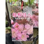 花草巷弄 4.5吋黑軟盆 // 紅粉佳人櫻 // 櫻花苗 // 可挑品種 // 觀花植物 /