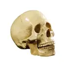 1:1 Split Skull Replica Anatomical Toothy Skeleton Home Bar DIY Decor