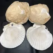 NEW ~ Set of 12 ~ NATURAL CLAM SCALLOP SHELL Appetizer Dishes ~ Nautical Decor