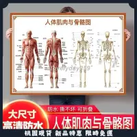 在飛比找蝦皮購物優惠-台灣出貨 人體骨骼圖掛圖器官內臟結構圖海報脊柱圖解肌肉分佈解