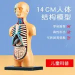 人體模型兒童玩具 STEM認知 科教益智器官 組裝骨骼骨架構造玩具