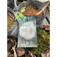 在飛比找蝦皮購物優惠-☆萬花叢★灌木植物★茶花苗【白寶塔/大白/白門(純白色)】★