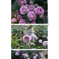 在飛比找蝦皮購物優惠-暗戀心 藍色風暴 玫瑰花 月季 植株盆栽
