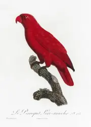 Plate No. 125 Cardinal Lory History of Parrots by Francois Levaillant Repro