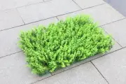 Plant Background Wall Eucalyptus Encryption Globulus Grass 23.6*15.7*3.15in