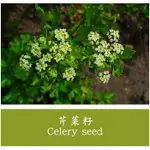 芹菜籽｜APIUM GRAVEOLENS｜天然精油｜產地:印度 10ML