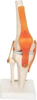 66fit Anatomical Human Knee Joint Model - Medical Teaching Aid with Flexible Ligaments