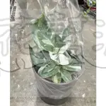 花幫派_室內襯景物植—白巫師蔓綠絨--新品種~觀葉植物 雨林植物/4-5吋
