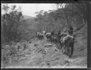 Men riding horses through bushland near the Snowy River NSW 1933 Old Photo