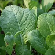 Mustard - Tendergreen - 200+ Heirloom Seeds