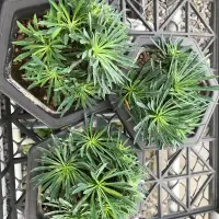 在飛比找蝦皮購物優惠-【星辰多肉】麒麟塊根  三吋 穩根連盆寄送。多肉植物，療癒，