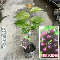 在飛比找蝦皮購物優惠-田尾玫瑰園 l 加拿大櫻桃、櫻桃樹【4.5吋黑軟盆 高度約4