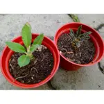 霍武迪琉桑&椰子琉桑交種 塊根植物 多肉植物 3寸盆 琉桑 綠化 美化 觀賞植物