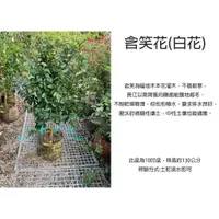 在飛比找蝦皮購物優惠-心栽花坊-含笑花/含笑/白花/10吋/香花植物/綠化植物/綠