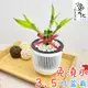 【小品文化】開運竹【現貨】3.5吋條紋免澆水盆栽 懶人盆栽 觀葉植物 室內植物 自動吸水 盆栽 植物 居家辦公盆