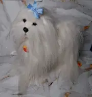 Vintage Steiff Issy Plush Dog Maltese German Tag Hair Bow Rare White Malteserh