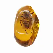 Beautiful Amber Hornet Fossil Insects Manual