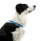 Rechargeable LED Dog Collar Safety Light Up USB Glow Red 50cm Diameter