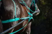 HORSE SIZE Beginner TURQUOISE HARNESS made from Beta Biothane