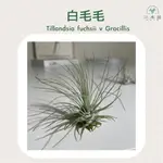 三木空鳳農場出品   TILLANDSIA FUCHSII V GRACILLIS白毛毛 空氣鳳梨 空鳳 畢業禮物 禮物