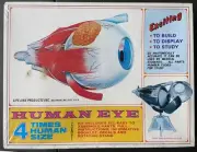 Life-Like Human Eye w/ Display Stand 09371 FS NEW Model Kit ‘Sullys Hobbies’