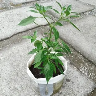 萬美工廠直營不織布1尺美植袋移植袋植栽袋種菜袋種樹袋草莓袋種薑袋育苗袋園藝資材