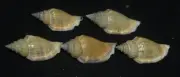 45-50 mm 5 Pcs Strombus Labiatus Conch Seashell Sea shell LIGHT YELLOW Pattern