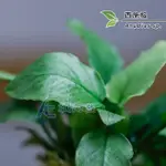 【AC草影】西施榕【一盆】陰性水草 陰性草