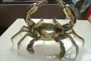 Amazing Large MUD CRAB 22cm wide POLISHED solid heavy brass statue hollow 9" B
