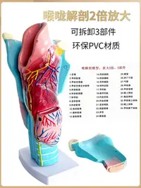 在飛比找樂天市場購物網優惠-人體2倍放大咽喉模型 喉解剖喉部血管甲狀腺喉結喉頭喉嚨教學仿