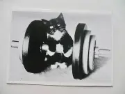 Voller Ernst Black & White Kitten Cat Postcard Comic Innsbrucker StraBe 37 New