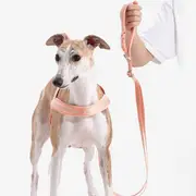 Maogou Blue Wind Zinc Dog Leash Peach