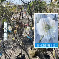 在飛比找蝦皮購物優惠-田尾玫瑰園 l 白色香水國梅【一尺盆 高度約100cm】觀花