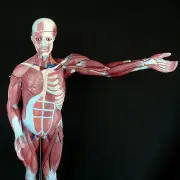Human Anatomical Muscular Model Muscle System Medical Anatomy Skeleton
