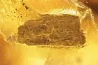 Leaf and Fungus gnat Mycetophilidae. Fossil inclusions Baltic amber #10910