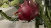 5 Red Dragon Fruit Cutting 8-12 Inches For Self Fertile