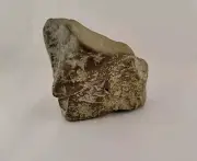 Dinosour Fossil Shark Tooth Embedded In Turtle Shell