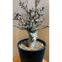 在飛比找蝦皮購物優惠-Commiphora pseudopaolii 白皮沒藥亞種